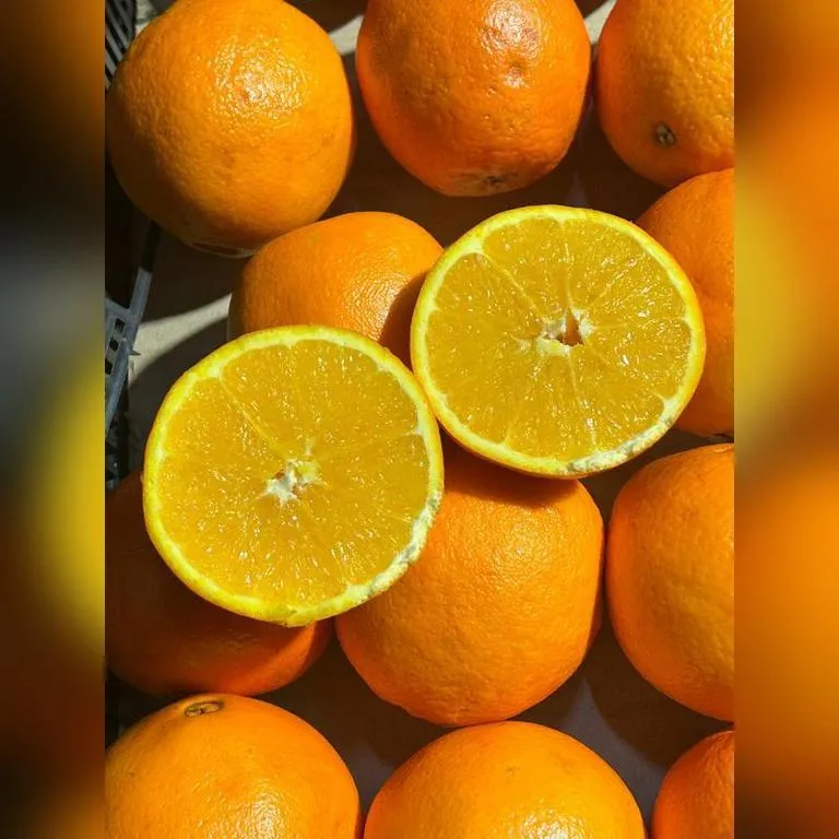 Apelsiny_Iran_shtuch_life