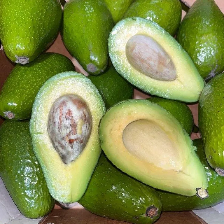 Avokado_fuarto2