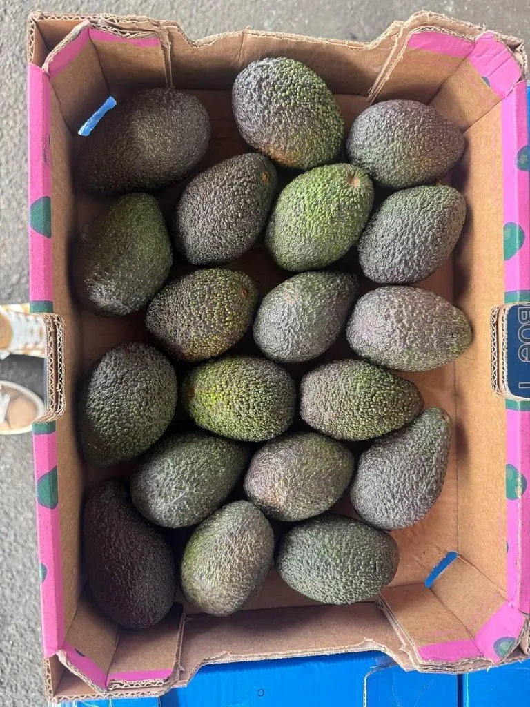 Avokado_pere_2s3