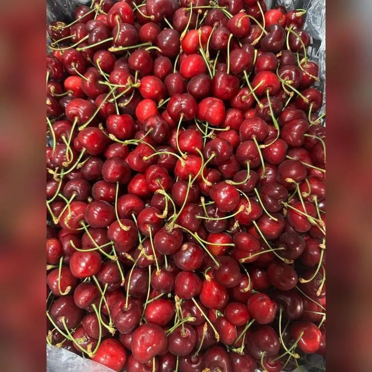 Chereshnya_UZB_life