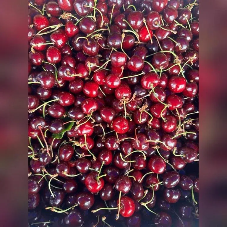 Chereshnya_kriim