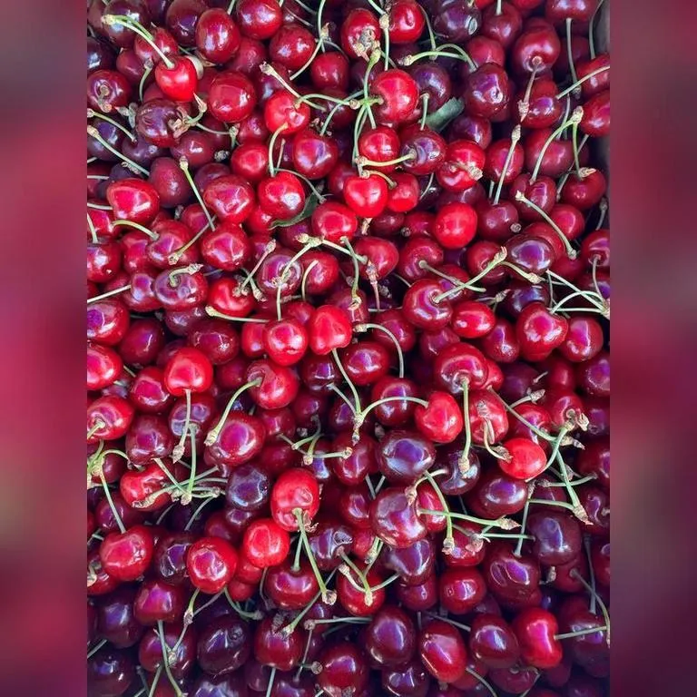 Chereshnya_life_2