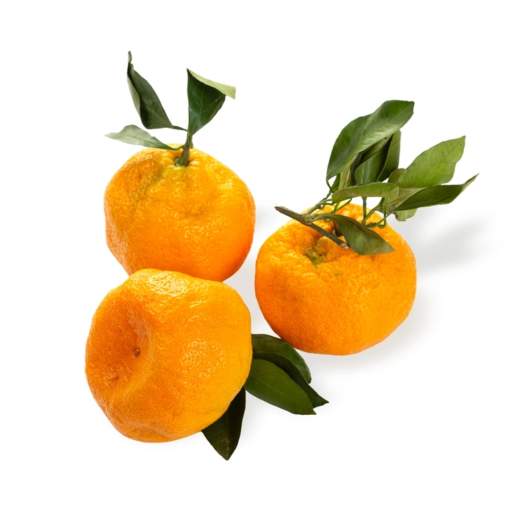 GIBRID-MANGARIN-APELSIN-1-3-1