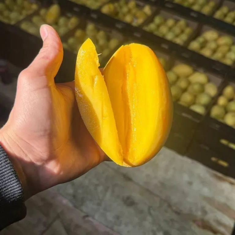 Mango_zhelt2