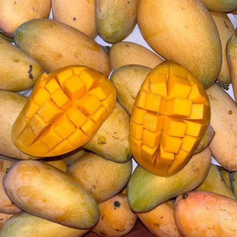 Mini_mango_Life