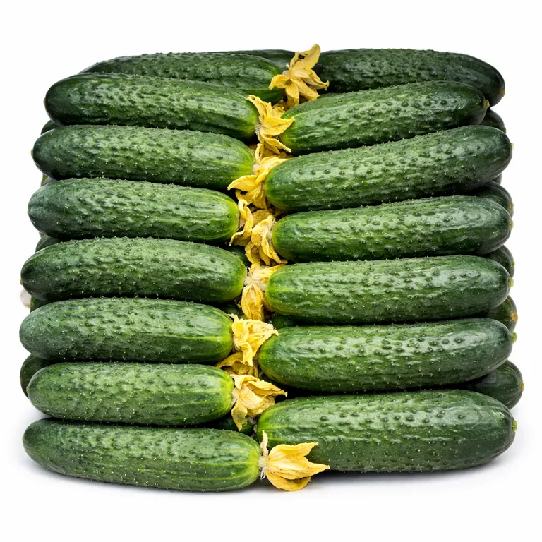 Ogurtsy_Korotkoplodnye-2