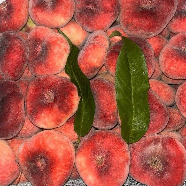 Persic_uz2