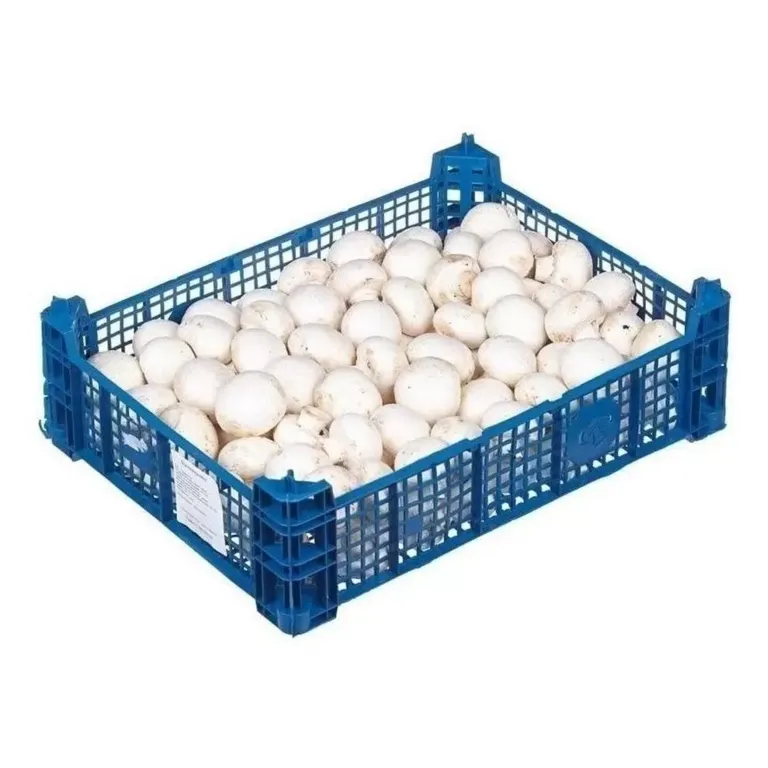 Shampinony_Kursk_kategorii_A-1