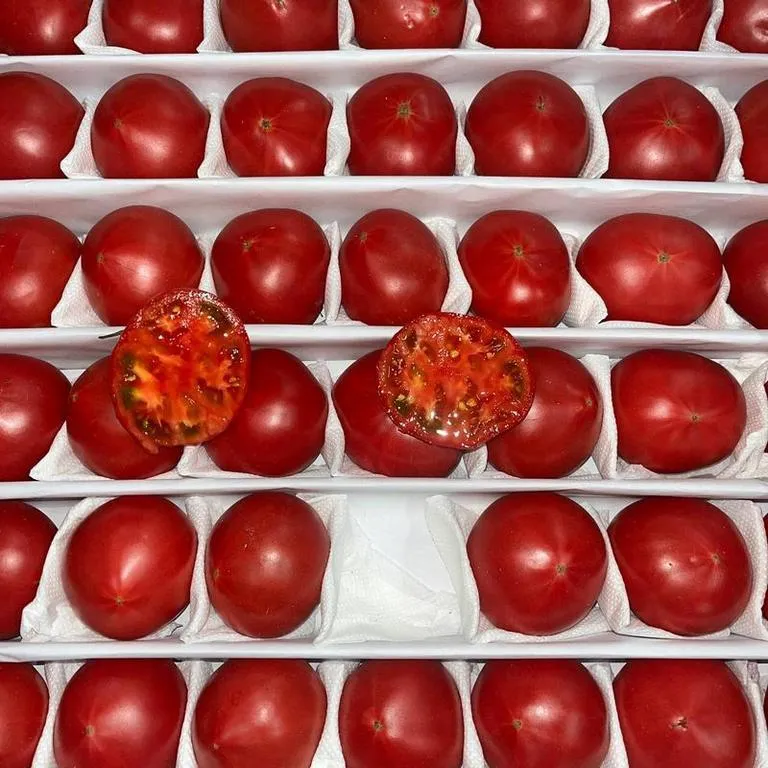 Tomaty_Barhatnyj_life
