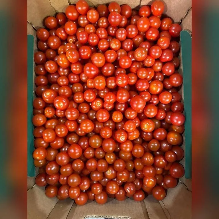 Tomaty_Cherri_Krasnye_3213_life2