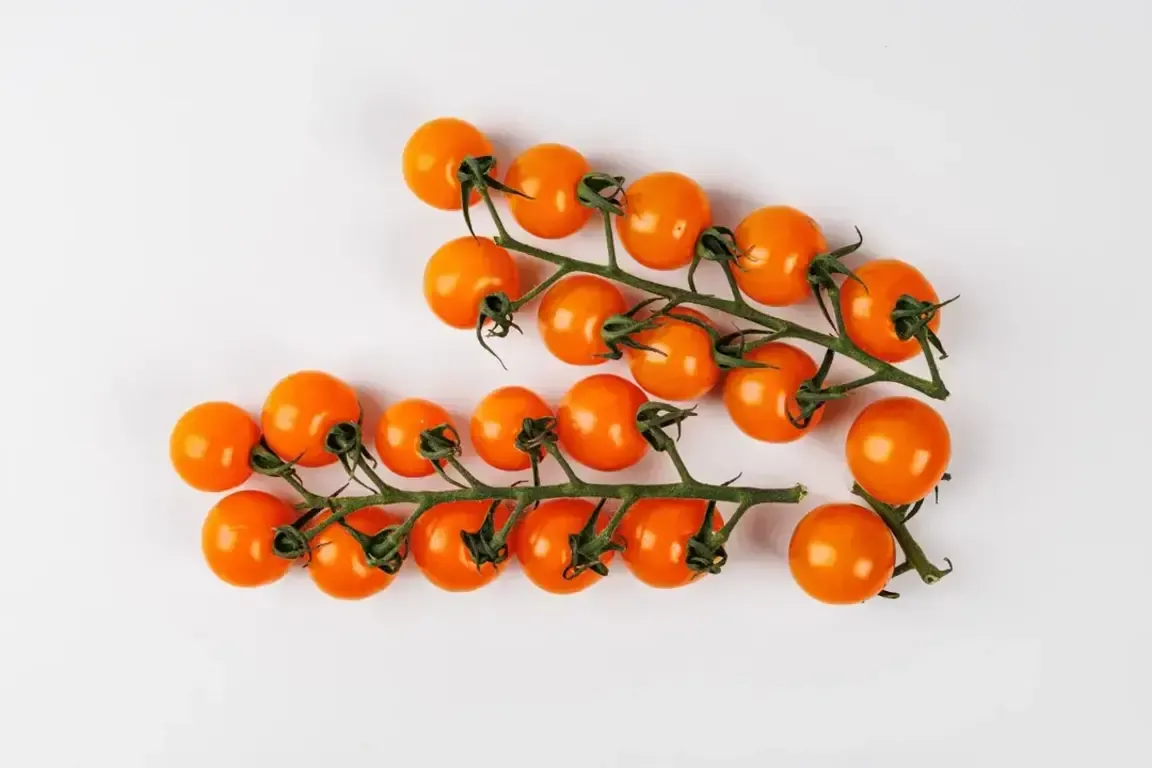 Tomaty_Cherri_Sladkaya_Grozd_Zheltye-2