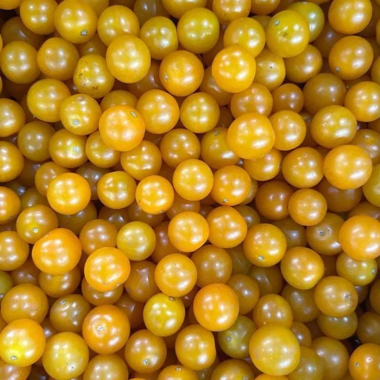 Tomaty_Cherri_Sladkaya_Grozd_Zheltye_life