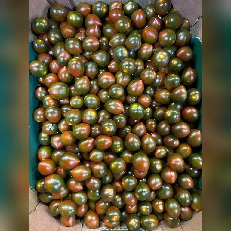 Tomaty_Kumato23