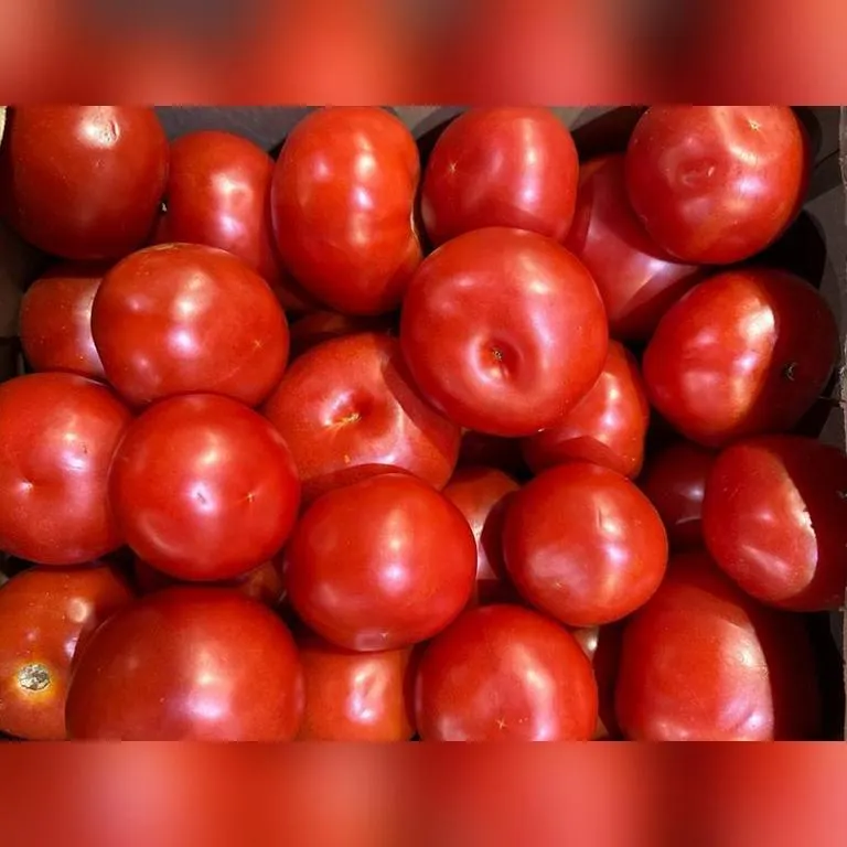 Tomaty_bif