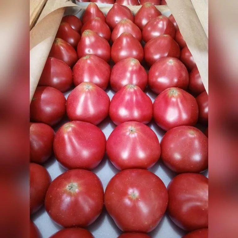 Tomaty_brendi_life