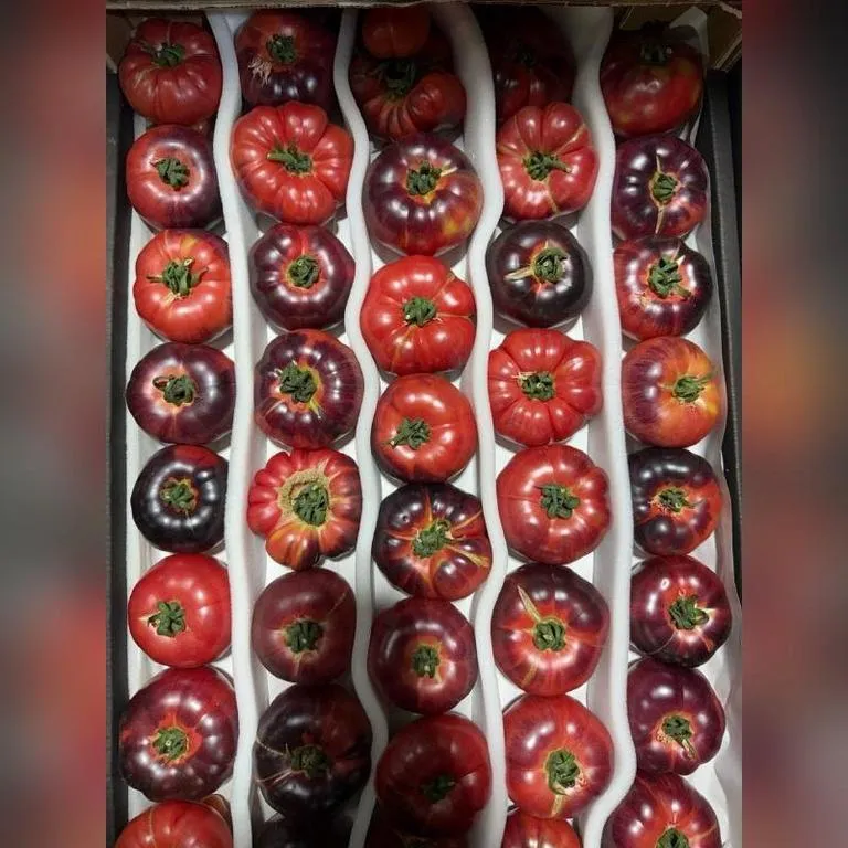 Tomaty_ledi