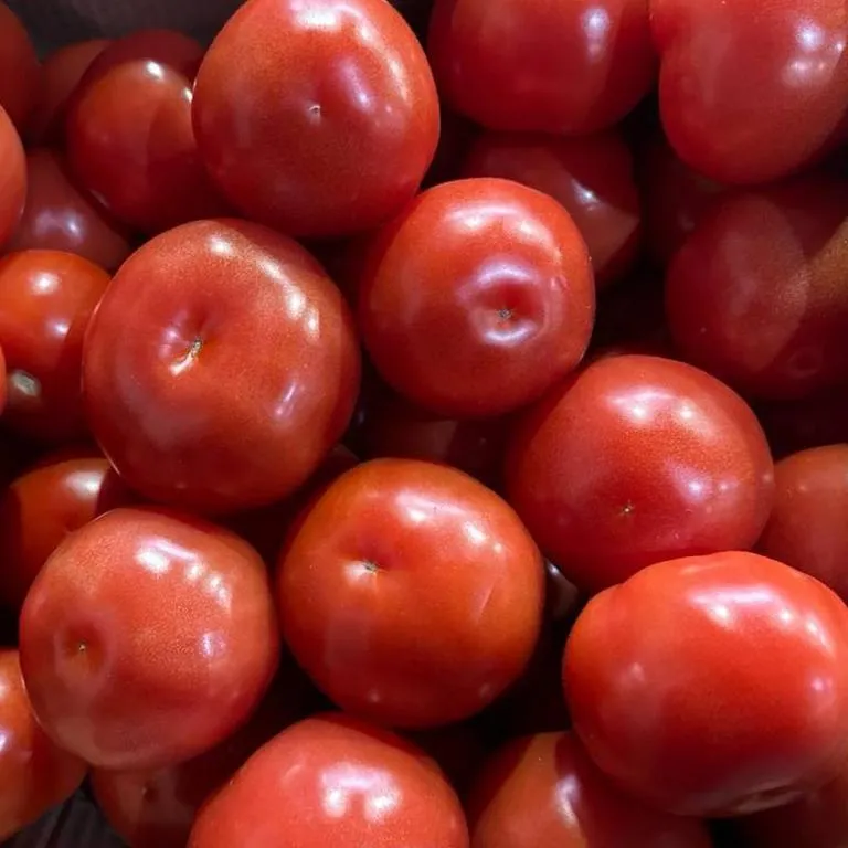 Tomaty_life