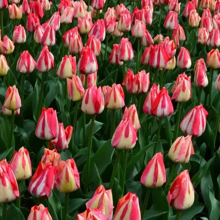 Tyulpan-krasno-belyy-Spring-Breyk-2-1