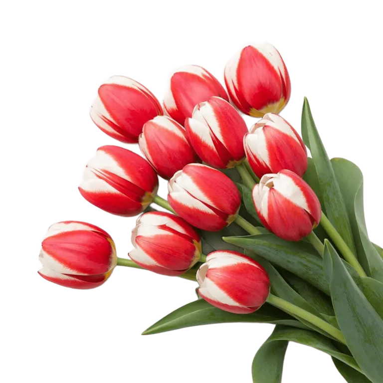 Tyulpan-krasno-belyy-Taymless