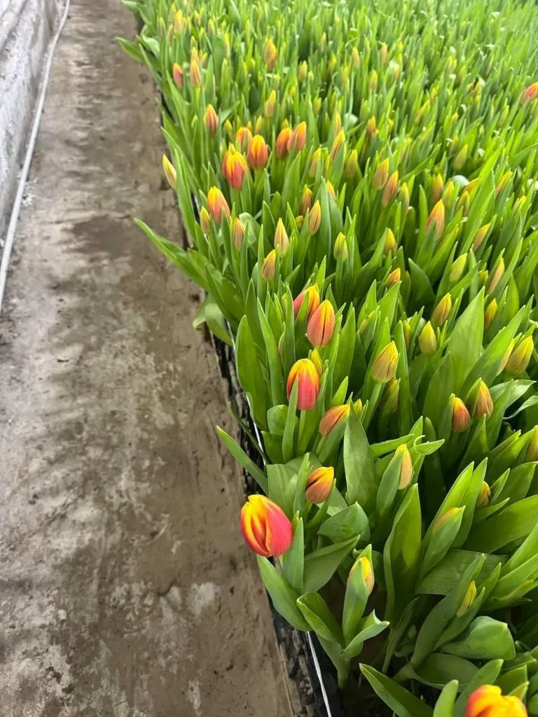 Tyulpan-krasno-zheltyy-Dou-Dzhons-2-1