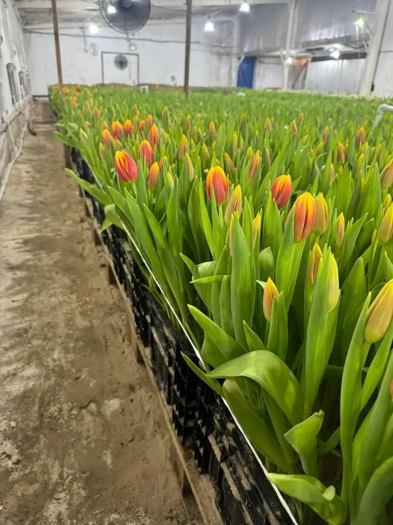 Tyulpan-krasno-zheltyy-Dou-Dzhons-3-1