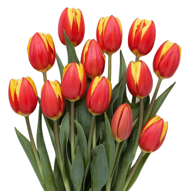 Tyulpan-krasno-zheltyy-Dou-Dzhons