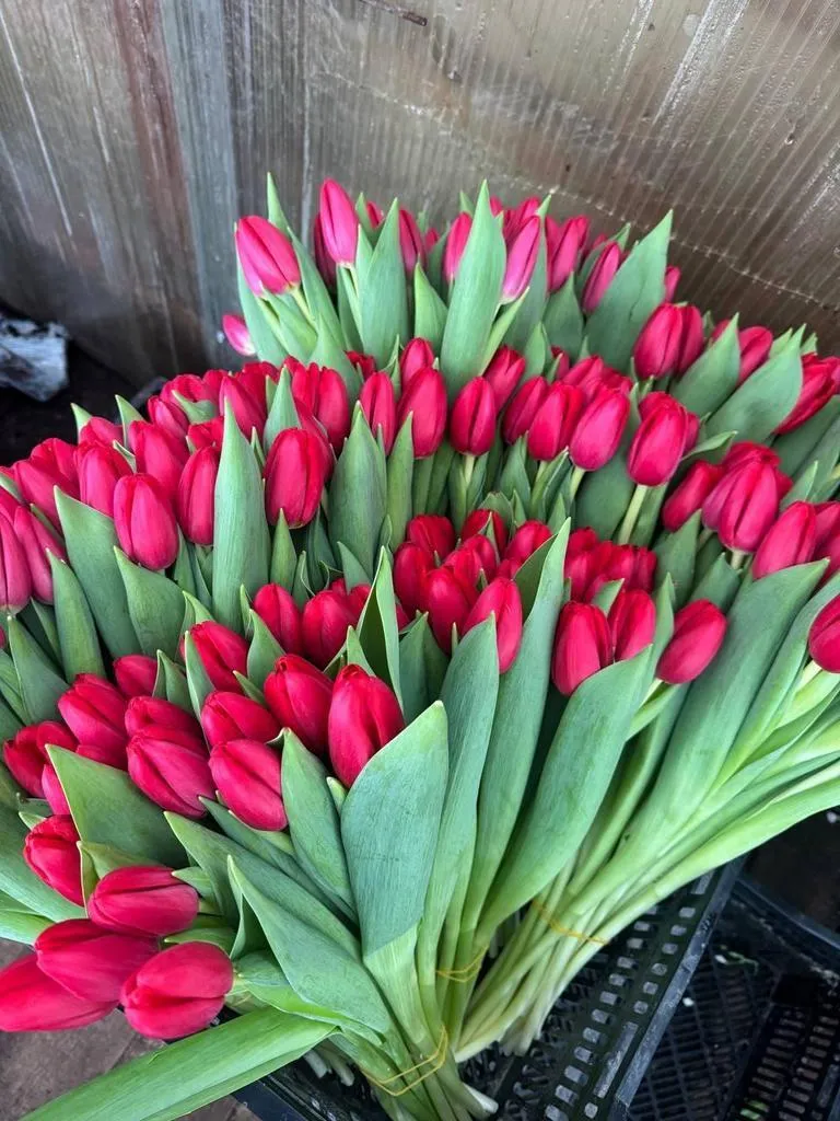 Tyulpan-krasnyy-Surender-2-1