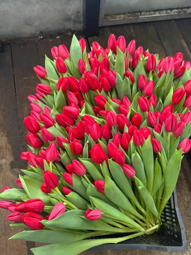 Tyulpan-krasnyy-Surender-3-1