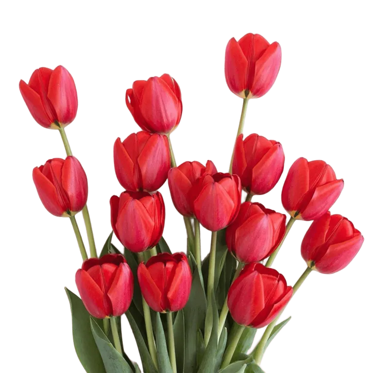 Tyulpan-krasnyy-Surender