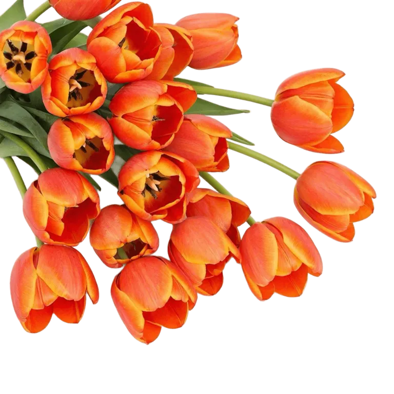 Tyulpan-oranzhevyy-Taym-Aut