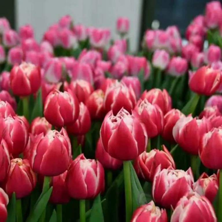 Tyulpan-pionovidnyy-Kolumbus-2-1