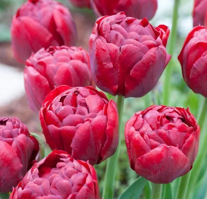 Tyulpan-pionovidnyy-krasnyy-Presto-2-1