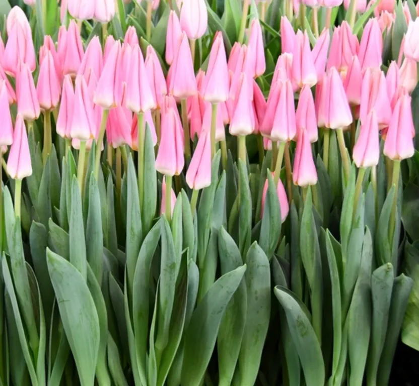 Tyulpan-rozovyy-Neper-2-1