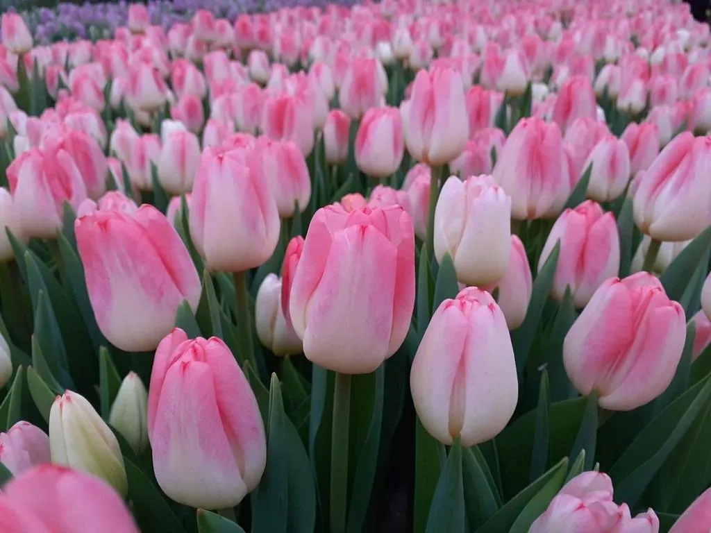 Tyulpan-rozovyy-Super-Model-2-1