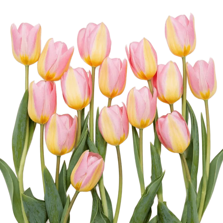 Tyulpan-rozovyy-Super-Model