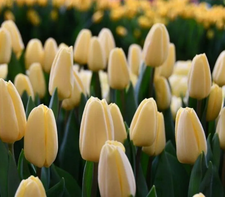 Tyulpan-zheltyy-Krem-Fresh-2-1