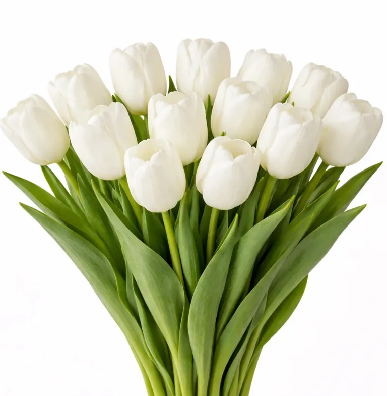 Tyulpan_Belyj_Albatros