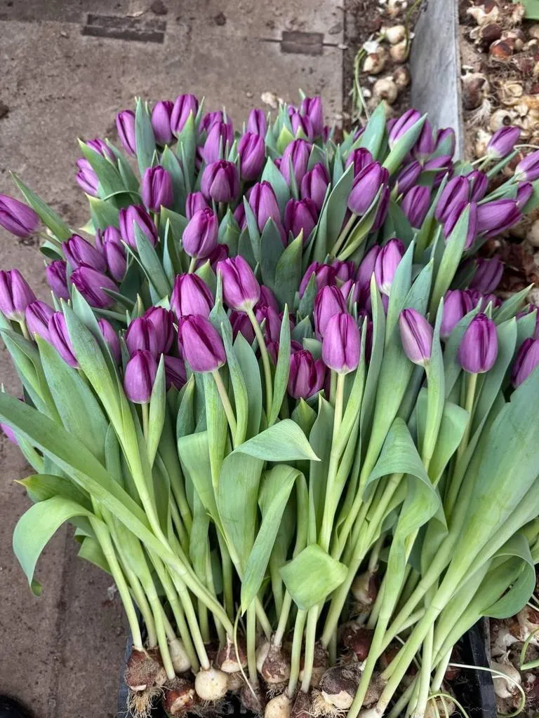 Tyulpan_Fioletovyj_Bulit-2-2