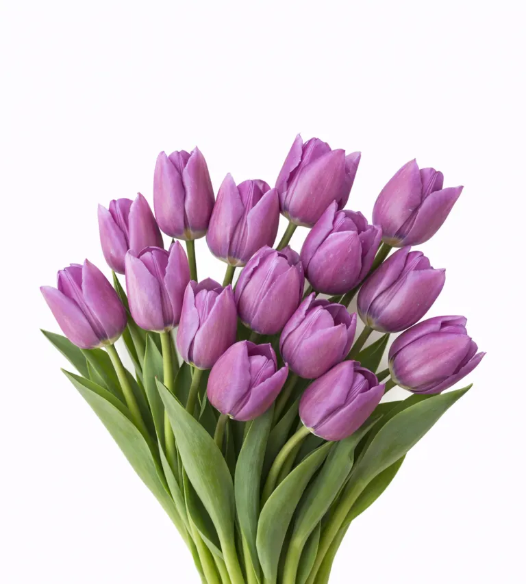 Tyulpan_Fioletovyj_Bulit