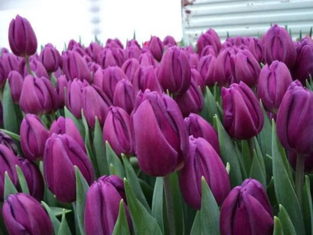 Tyulpan_Fioletovyj_Laptop-2-2