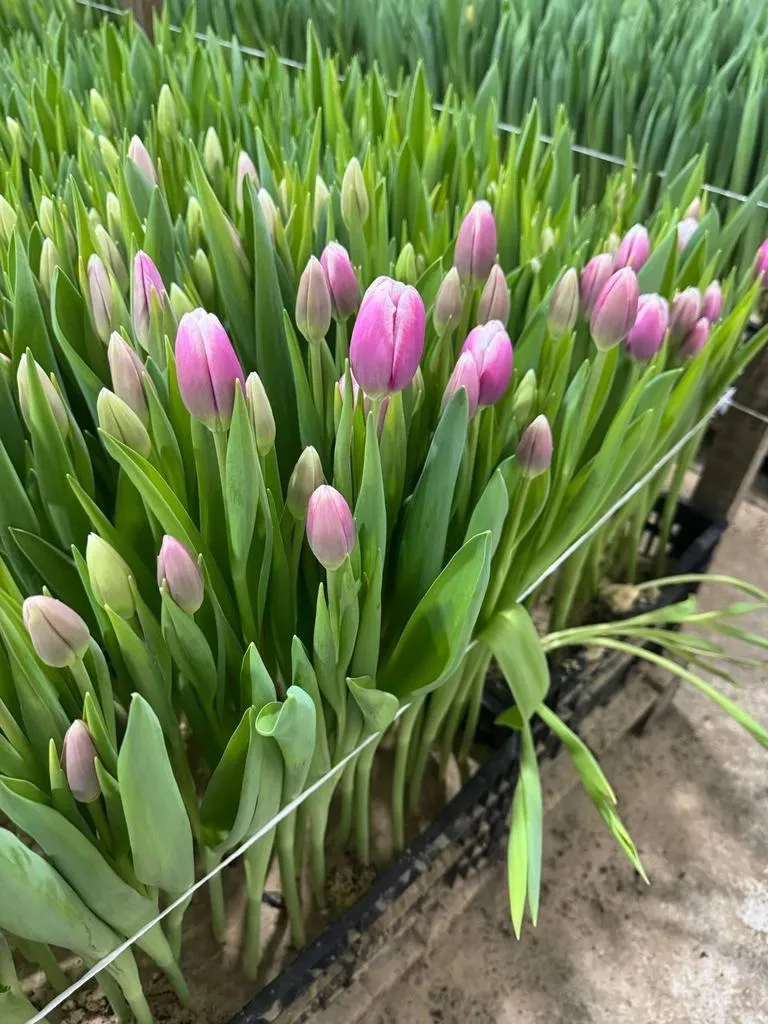 Tyulpan_Fioletovyj_S_Belym_Kraem_Autluk-2-2