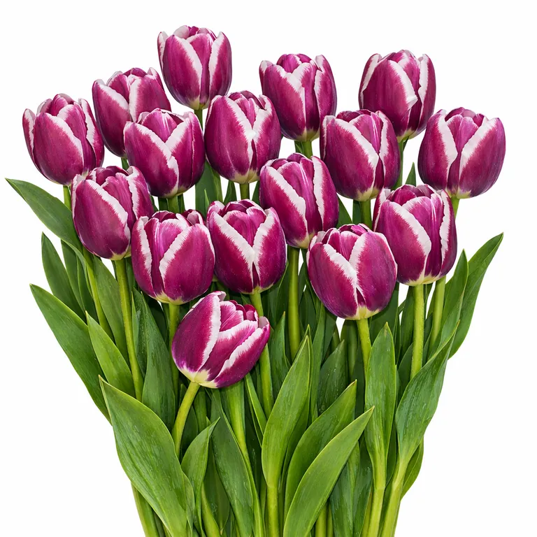 Tyulpan_Fioletovyj_S_Belym_Kraem_Autluk