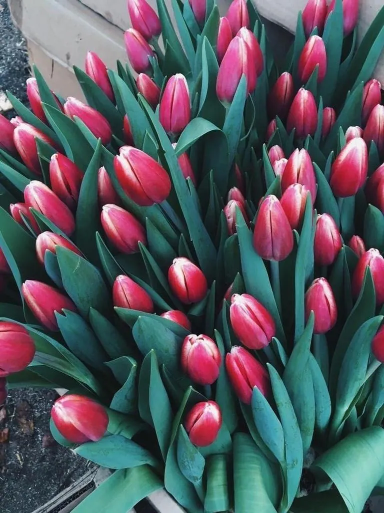 Tyulpan_Krasno_Belyj_Timeless-2-2