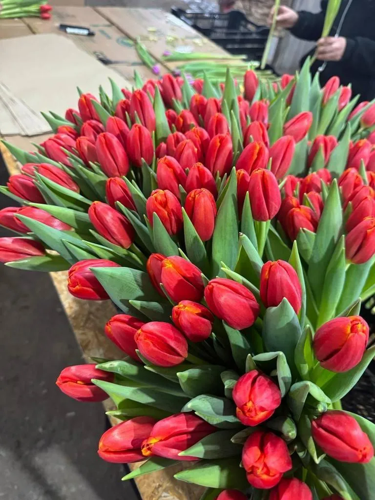 Tyulpan_Krasno_Oranzhevyj_Pauer_Plej-2-2