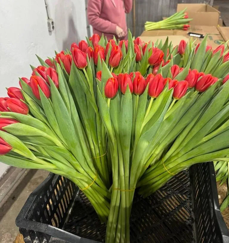 Tyulpan_Krasno_Oranzhevyj_Pauer_Plej-3-2