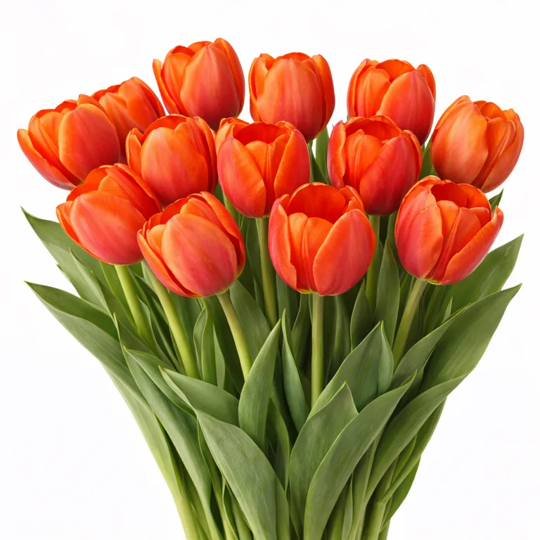 Tyulpan_Krasno_Oranzhevyj_Pauer_Plej