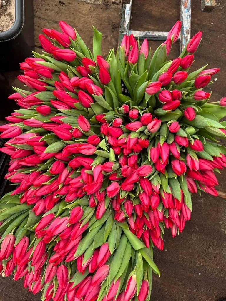 Tyulpan_Krasnyj_Fest_Star-2-2