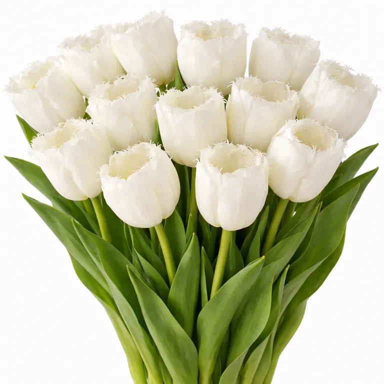 Tyulpan_Mahrovyj_Belyj_Smirnoff