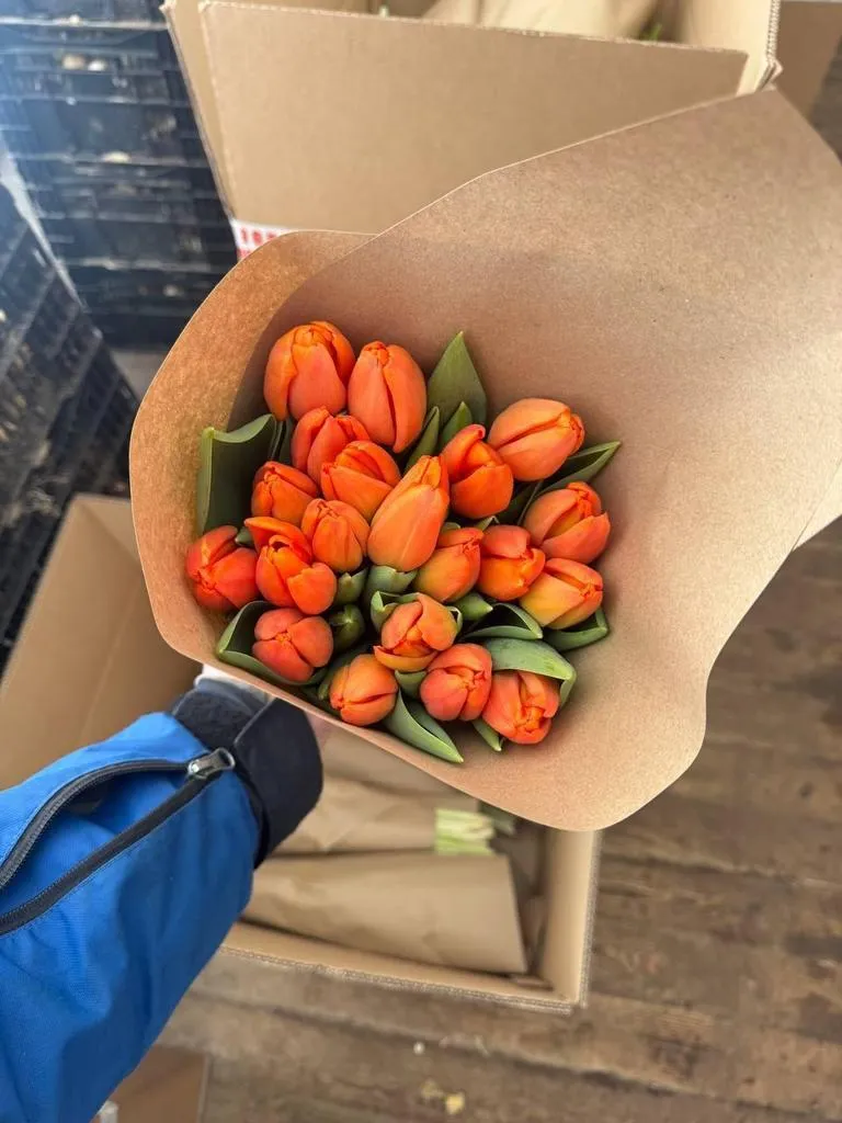 Tyulpan_Oranzhevyj_Tajm_Aut-2-2