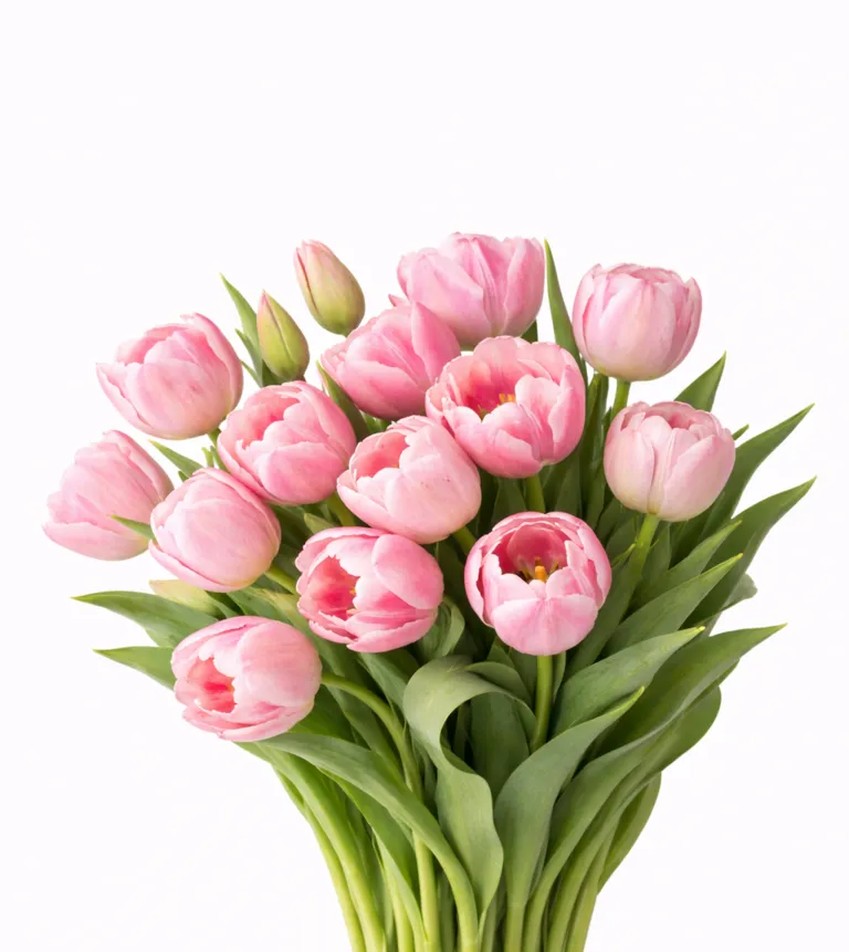 Tyulpan_Pionovidnyj_Kolumbus